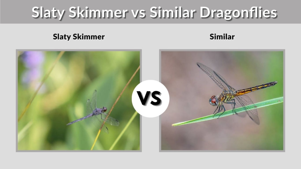 Slaty Skimmer vs Similar Dragonflies