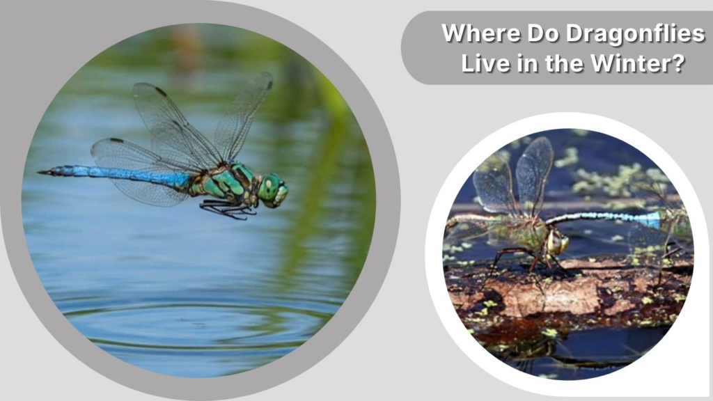 Where Do Dragonflies Live in the Winter?