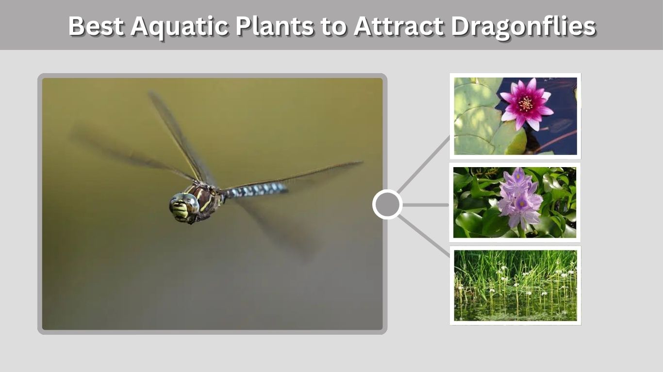 Plants to Attract Dragonflies to Your Garden Naturally
