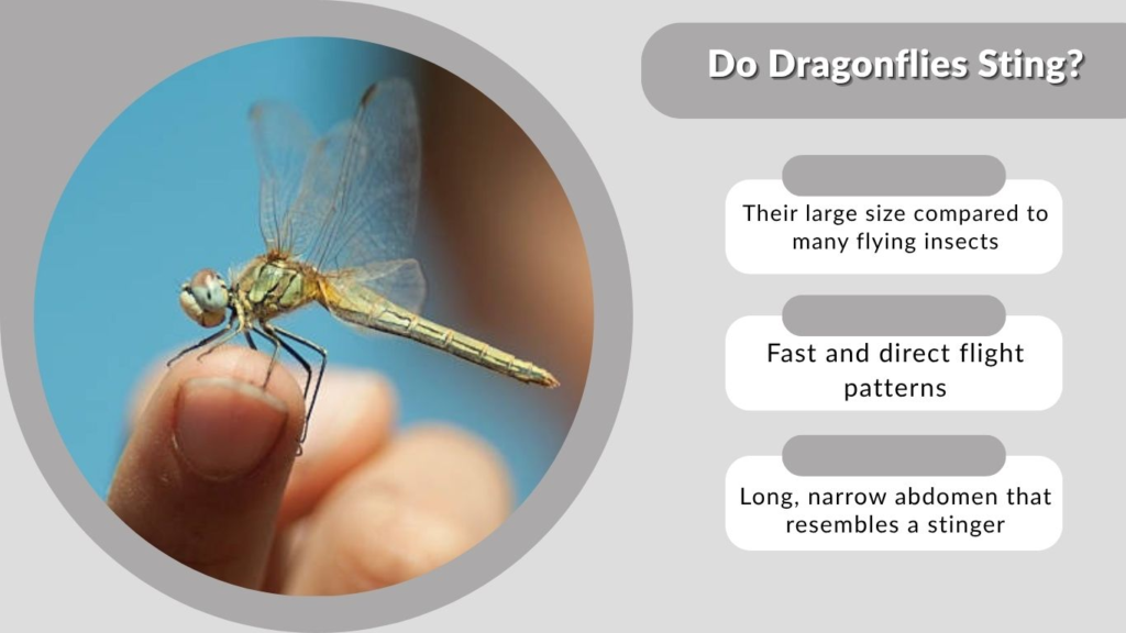 Do Dragonflies Sting?