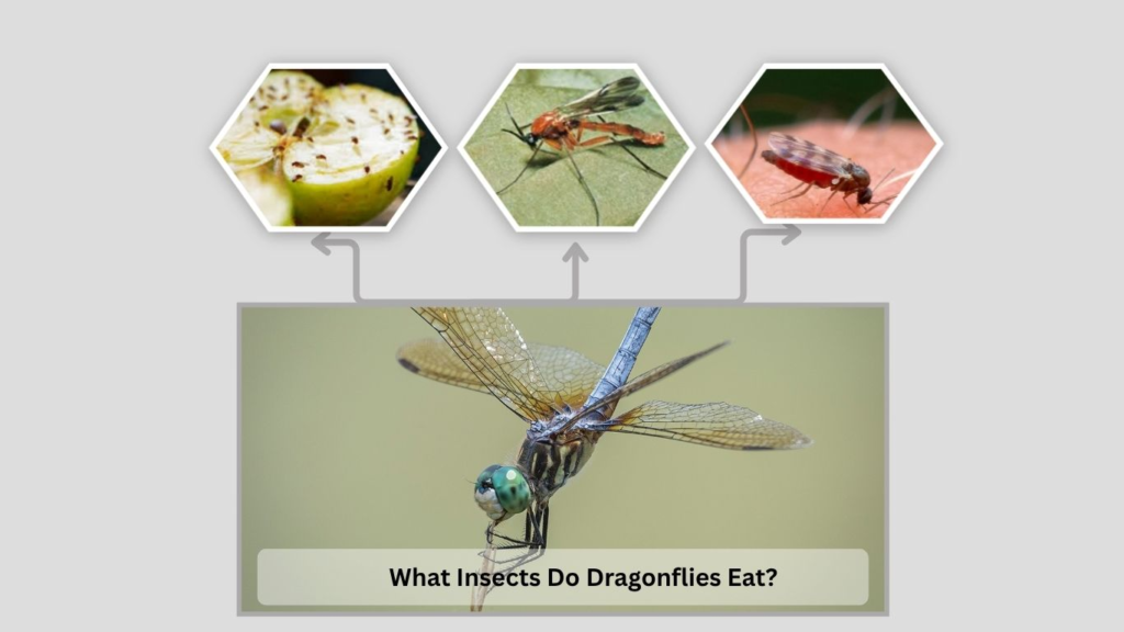 What Insects Do Dragonflies Eat?
