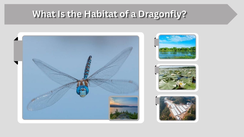 What Is the Habitat of a Dragonfly?