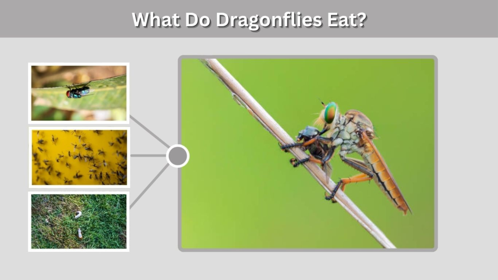 What Do Dragonflies Eat?