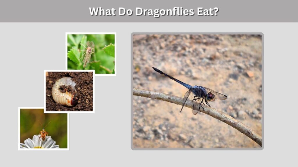 What Do Dragonflies Eat?