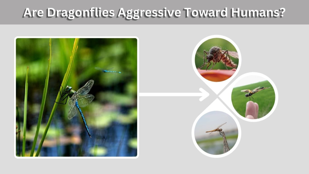 Are Dragonflies Aggressive Toward Humans?