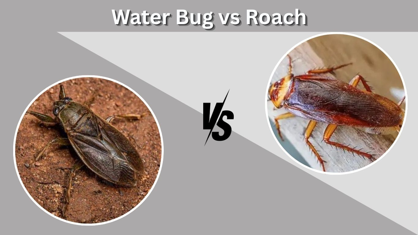 Water Bug vs Roach: Differences You Should Know