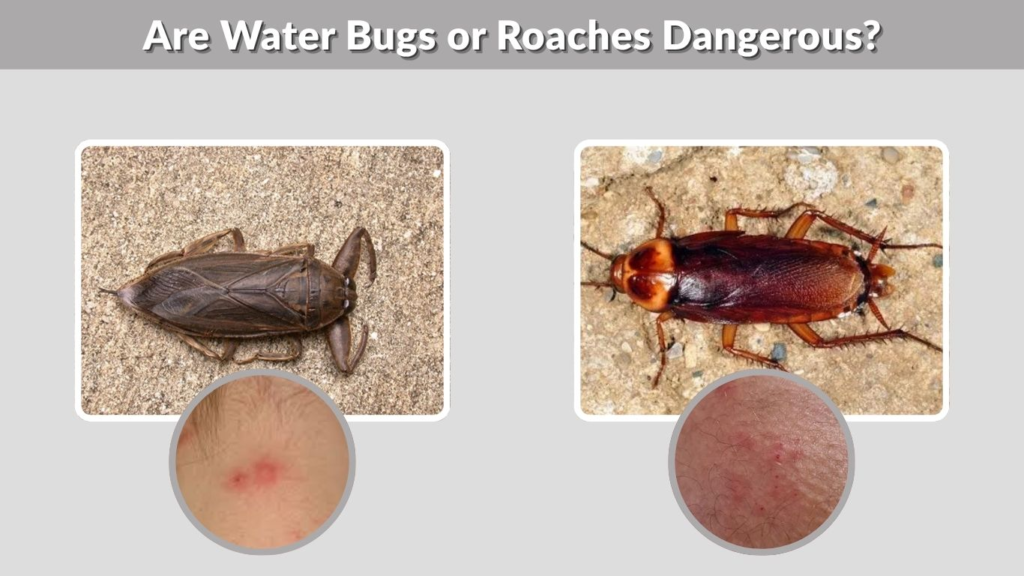 Are Water Bugs or Roaches Dangerous?