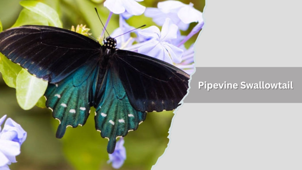 Black Swallowtail