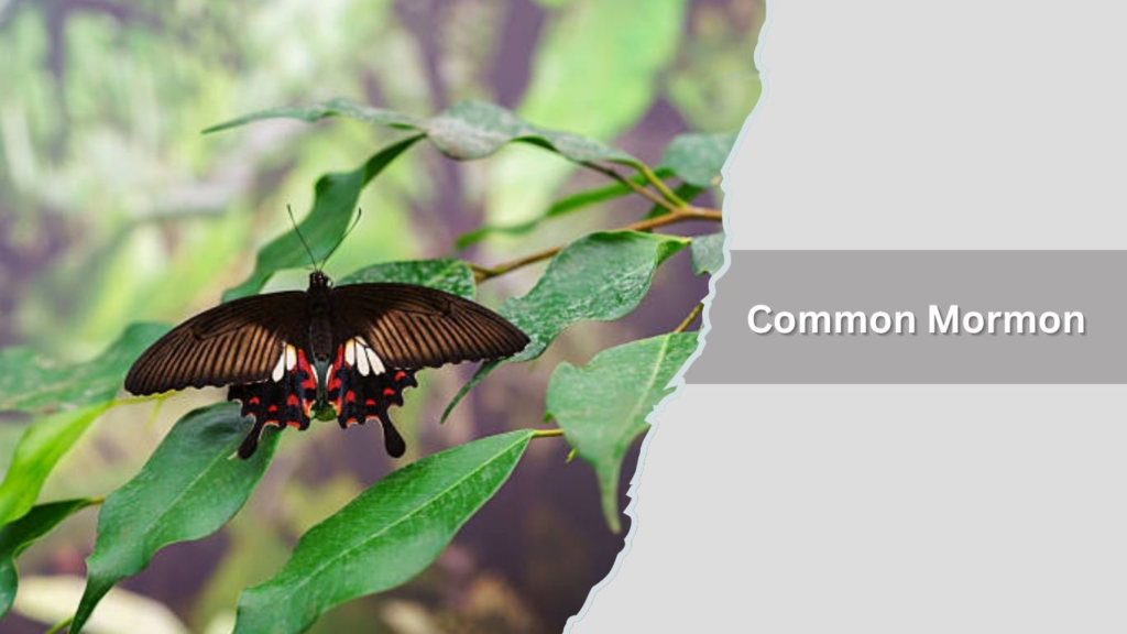 Common Mormon