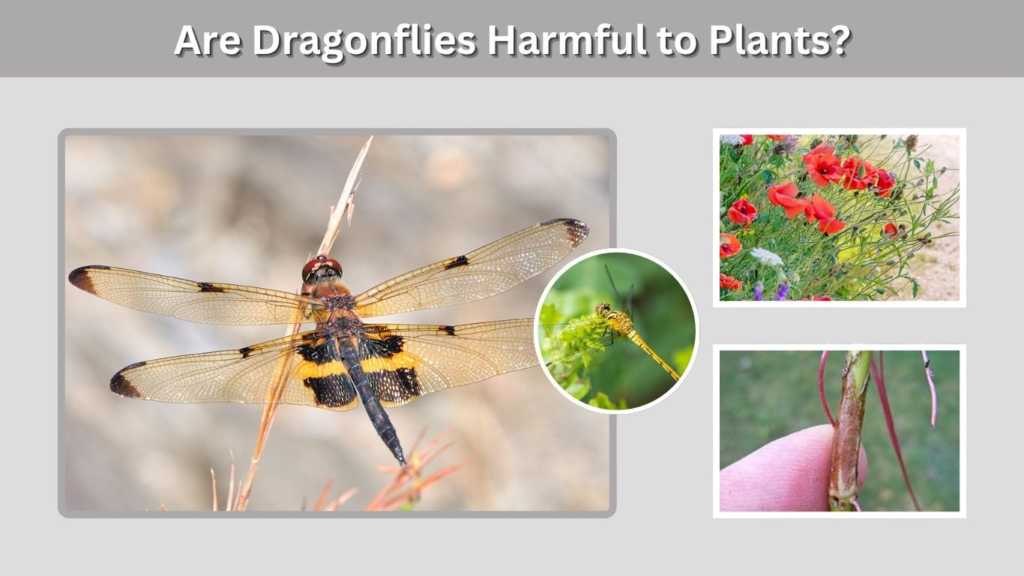 Are Dragonflies Harmful to Plants?