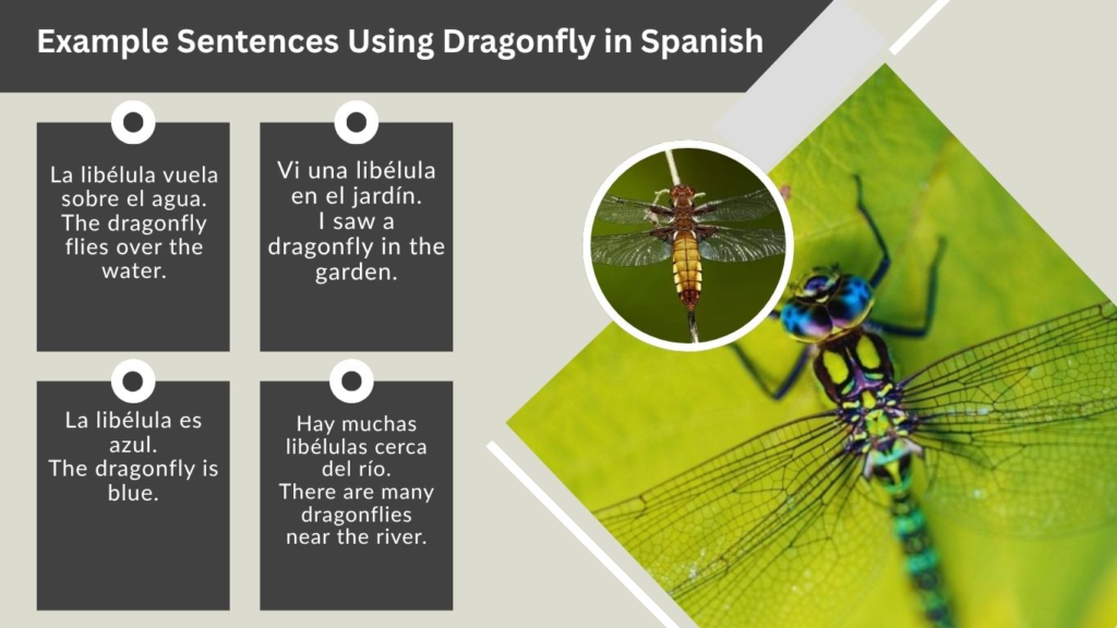Example Sentences Using Dragonfly in Spanish