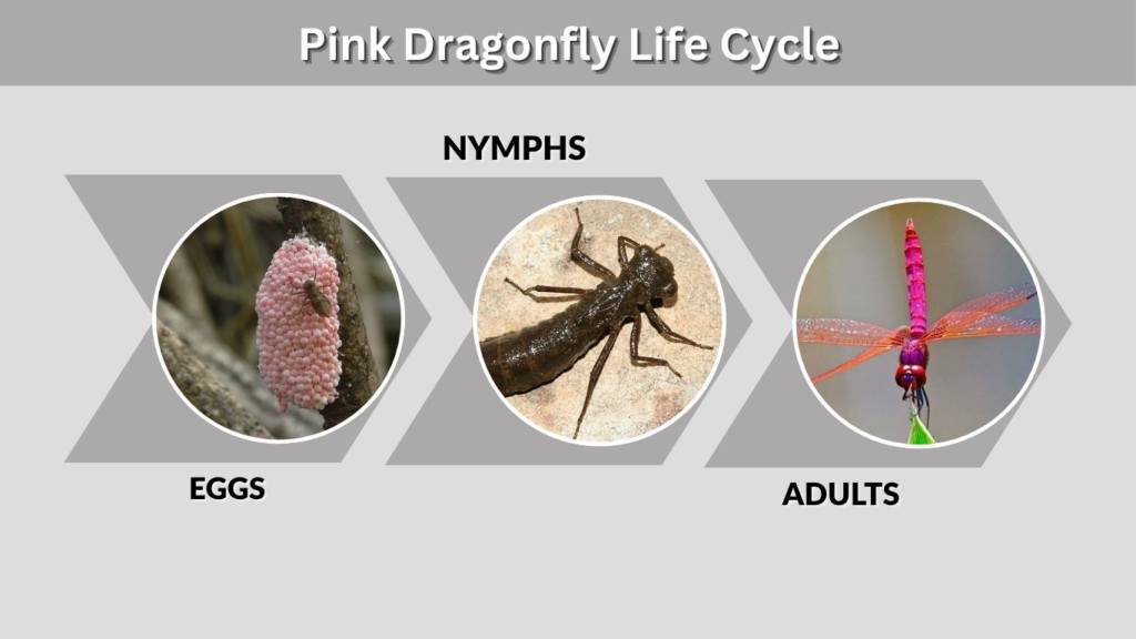 Pink Dragonfly Life Cycle