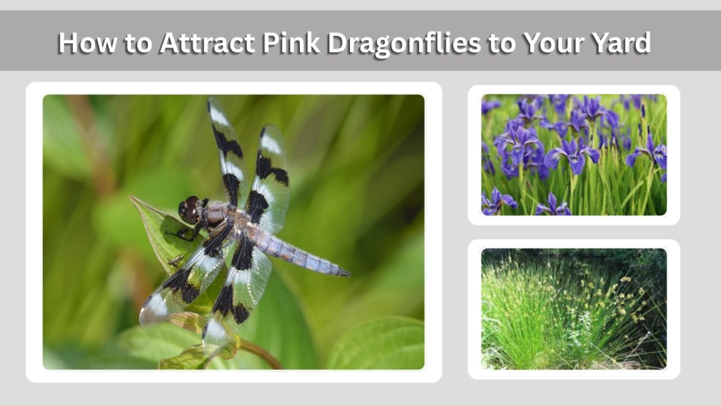 Best Marginal Plants for Pond Edges