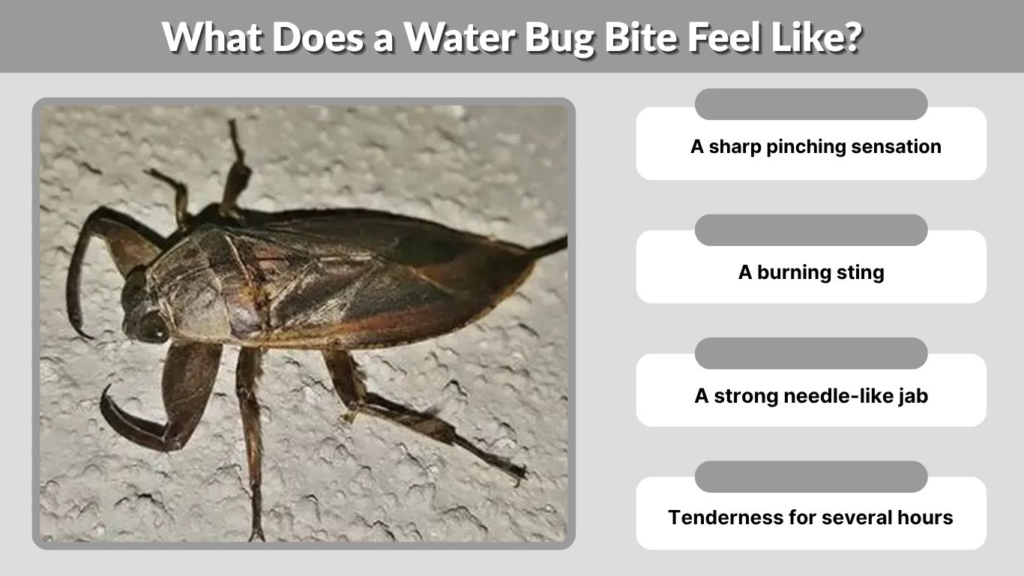 What Does a Water Bug Bite Feel Like?