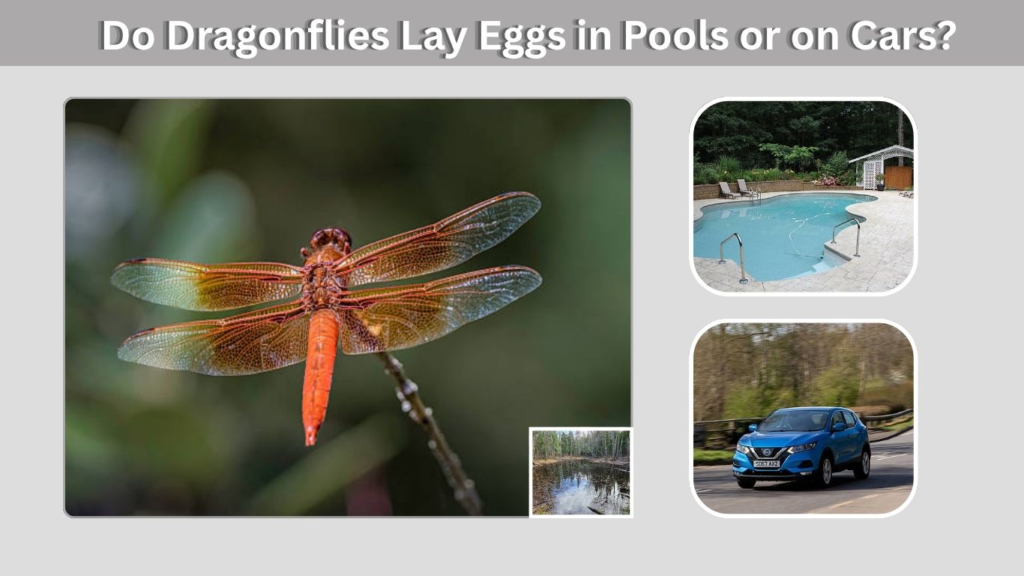 Do Dragonflies Lay Eggs in Pools or on Cars?