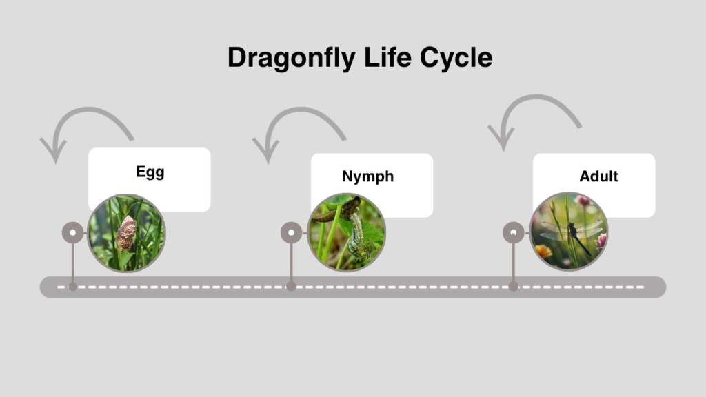 Dragonfly Life Cycle