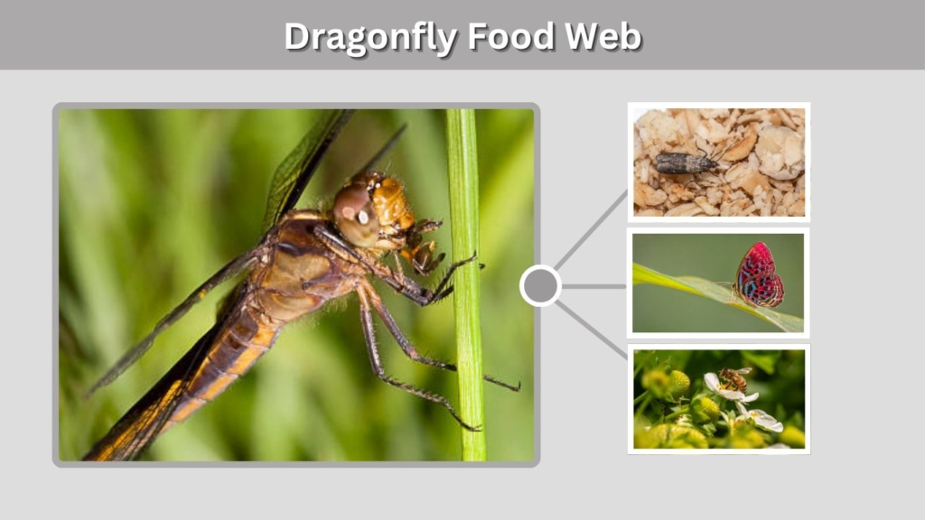 Dragonfly Food Web