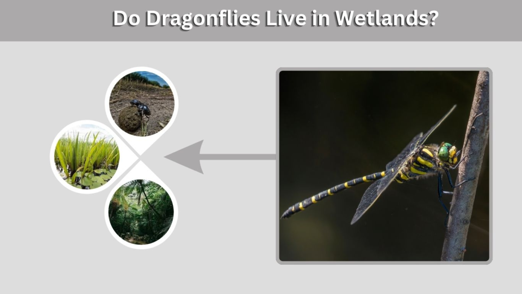 Do Dragonflies Live in Wetlands?