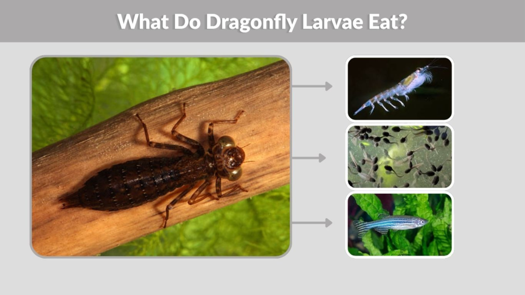 What Do Dragonfly Larvae Eat?