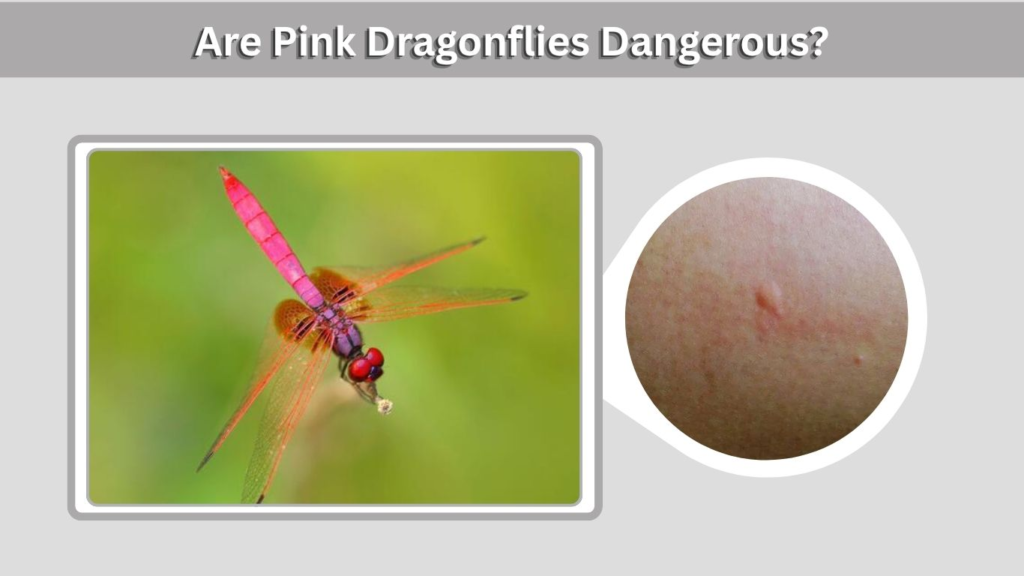 Are Pink Dragonflies Dangerous?