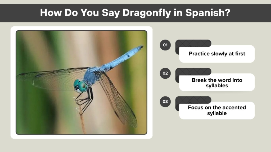 How Do You Say Dragonfly in Spanish?