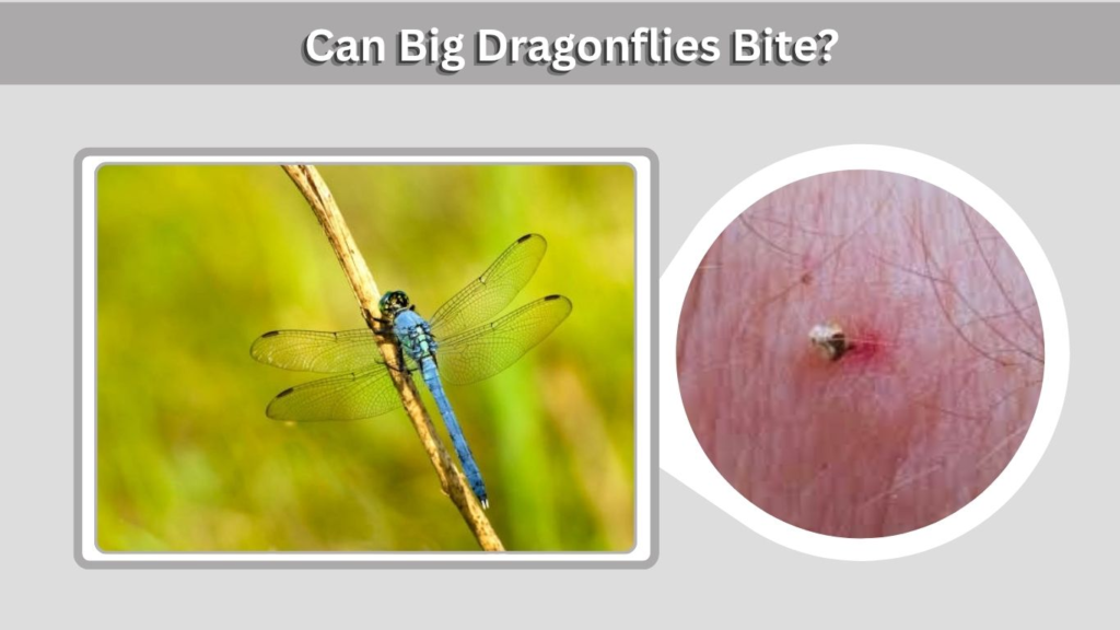 Can Big Dragonflies Bite?