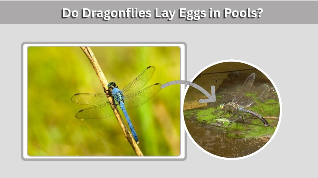 Do Dragonflies Lay Eggs in Pools?