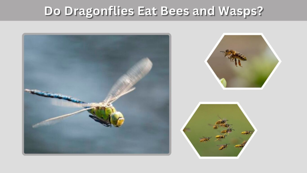 Do Dragonflies Eat Bees and Wasps?