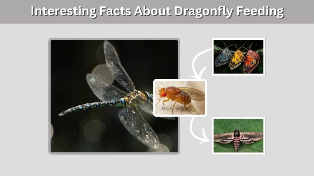 Interesting Facts About Dragonfly Feeding