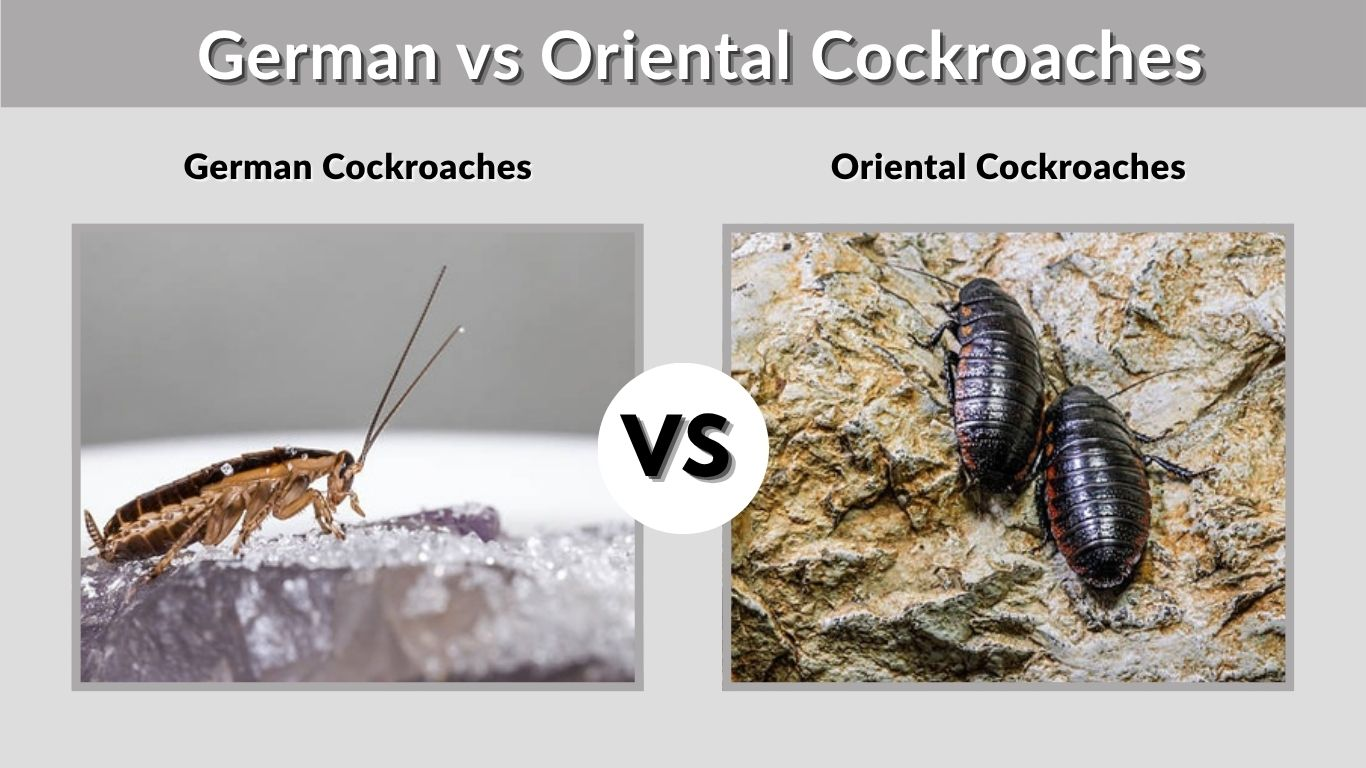 German vs Oriental Cockroaches: Key Differences