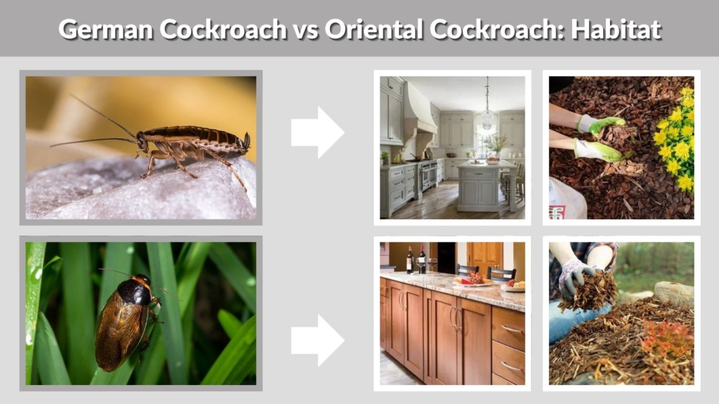 German Cockroach vs Oriental Cockroach: Habitat