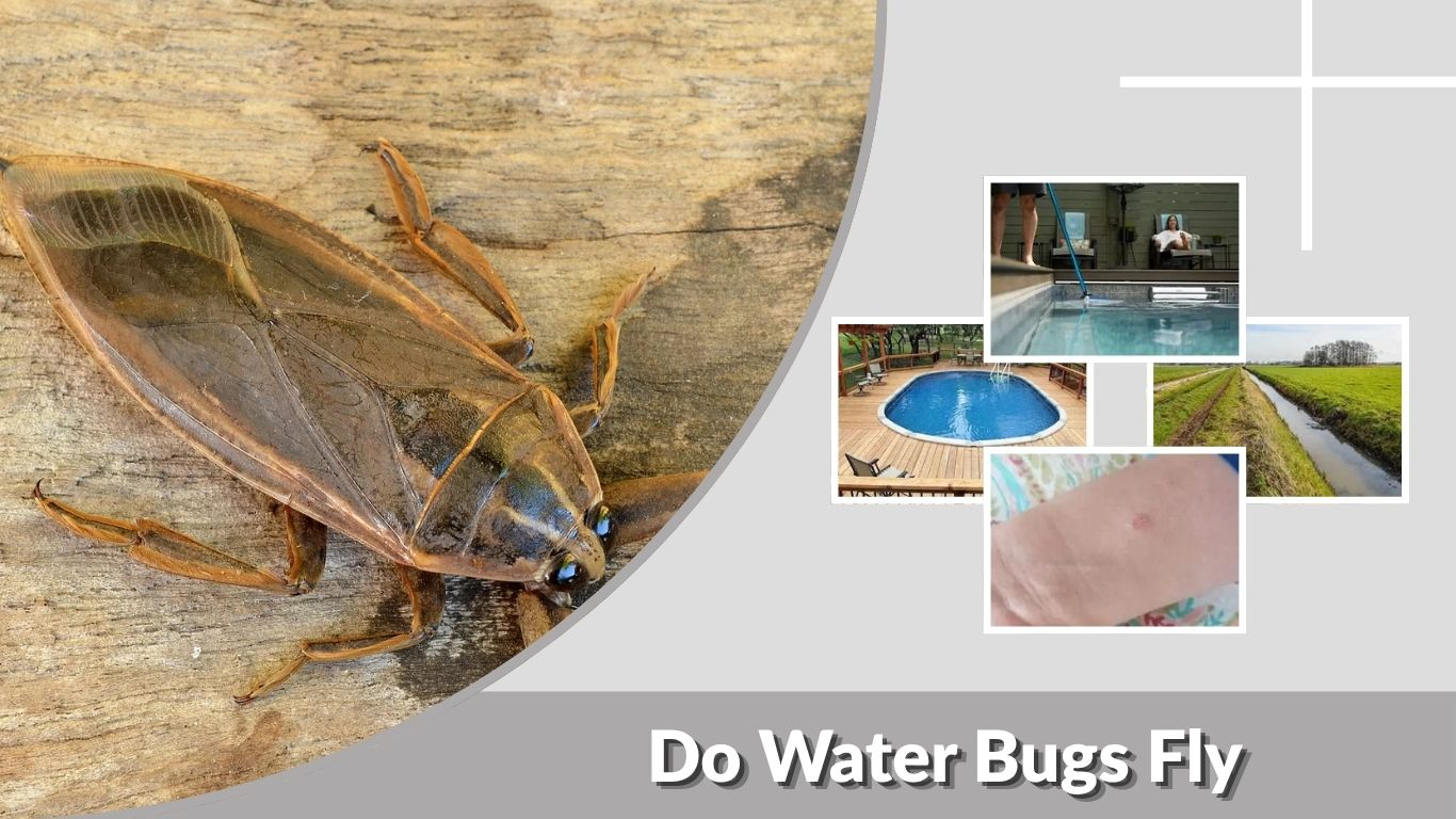 Do Water Bugs Fly