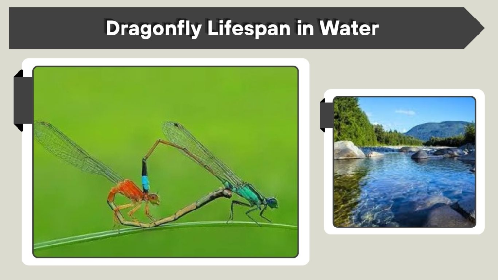 Dragonfly Lifespan in Water
