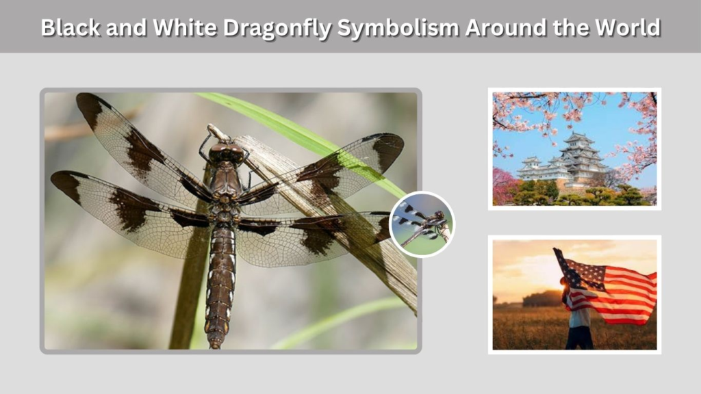 Black and White Dragonfly Symbolism Around the World