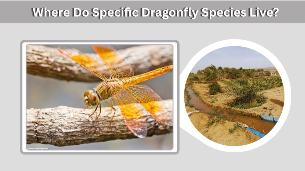Where Do Specific Dragonfly Species Live?