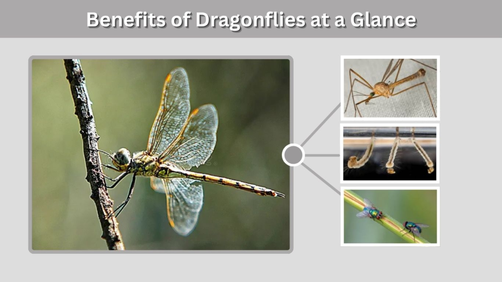 Benefits of Dragonflies at a Glance