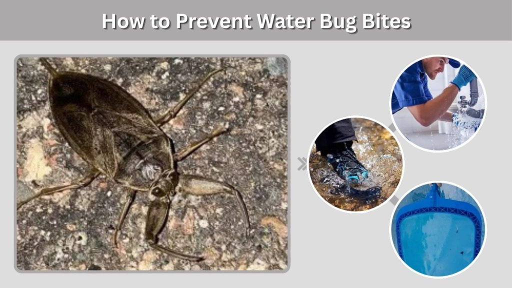 How to Prevent Water Bug Bites