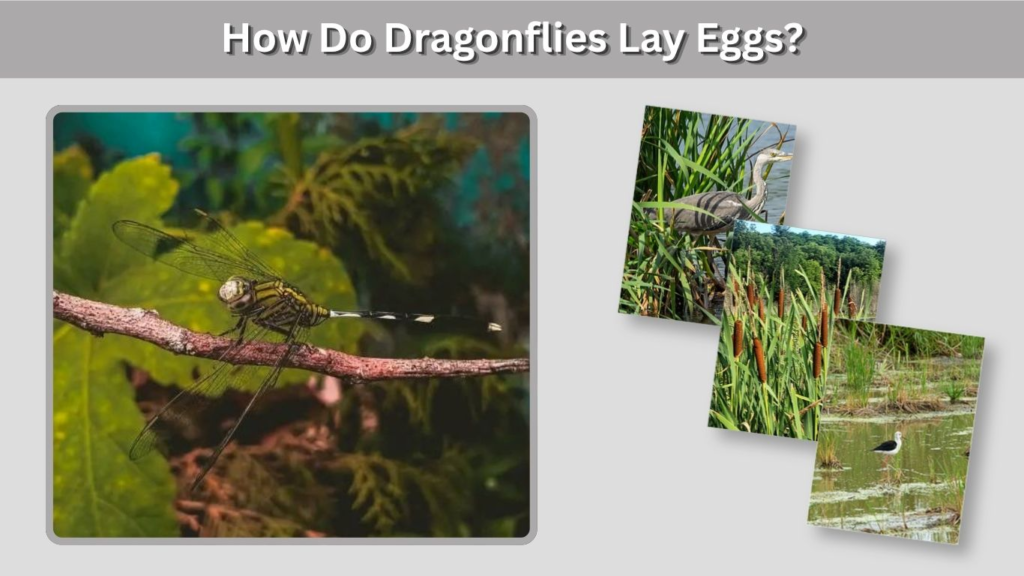 How Do Dragonflies Lay Eggs?