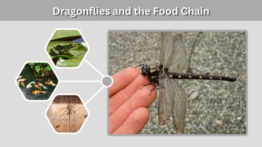 Dragonflies and the Food Chain