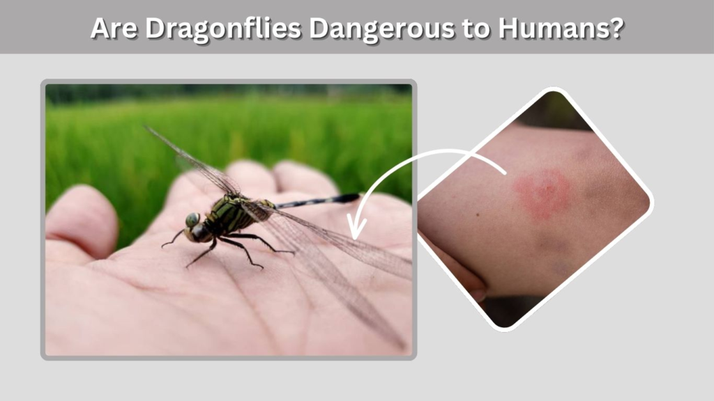 Are Dragonflies Dangerous to Humans?