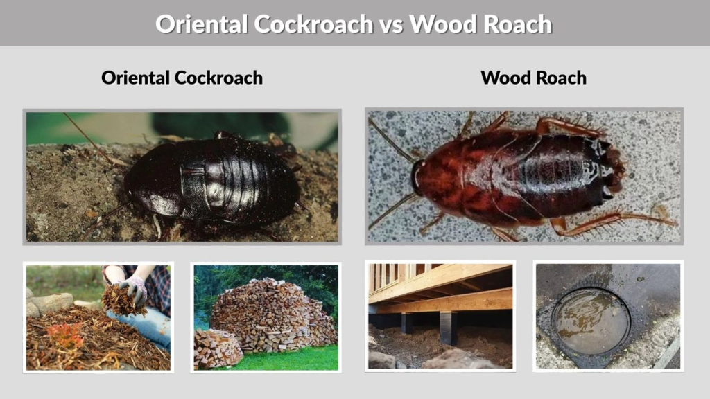 Oriental Cockroach vs Wood Roach