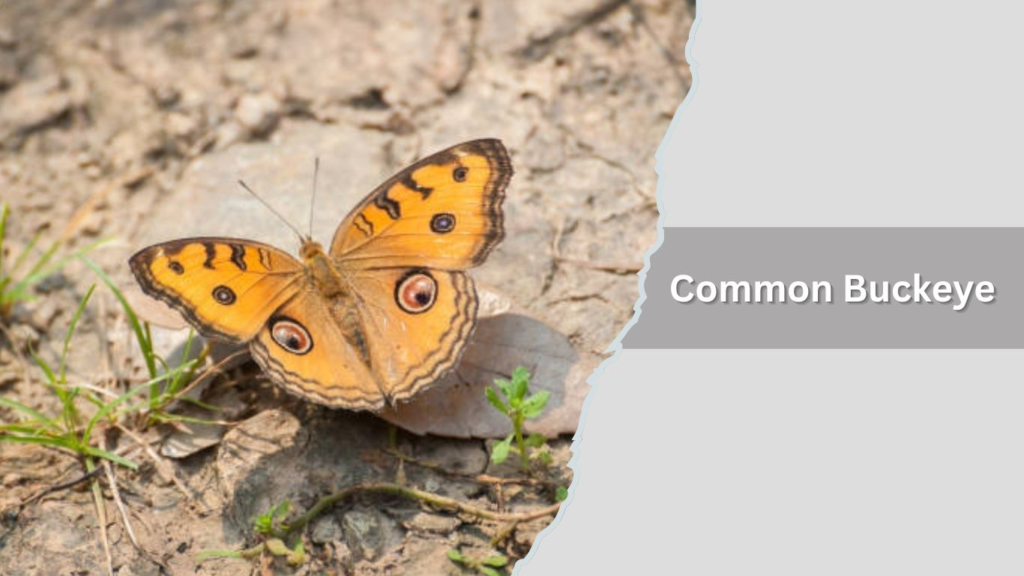 Common Buckeye