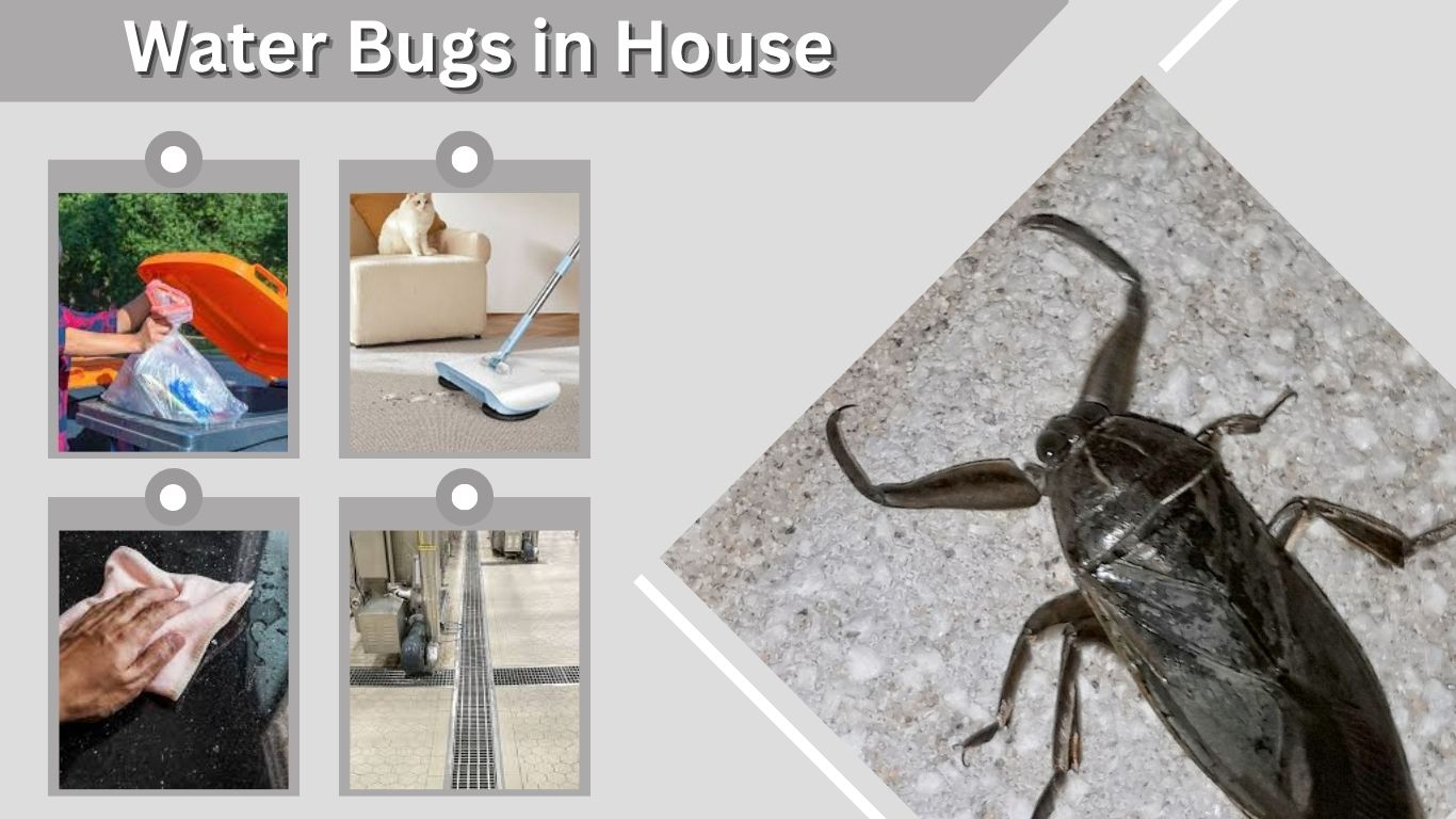Water Bugs in House: Causes, Risks and Removal Tips