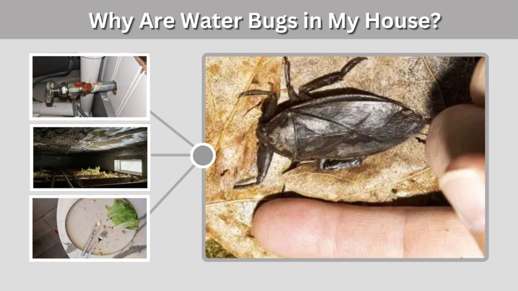 Why Are Water Bugs in My House?