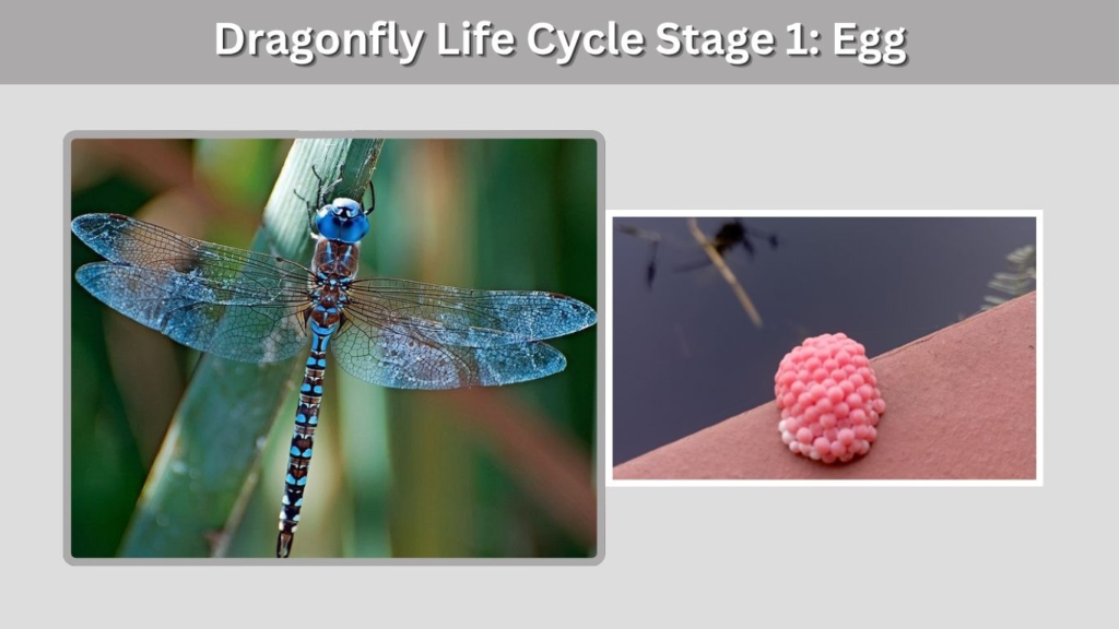 Dragonfly Life Cycle Stage 1: Egg