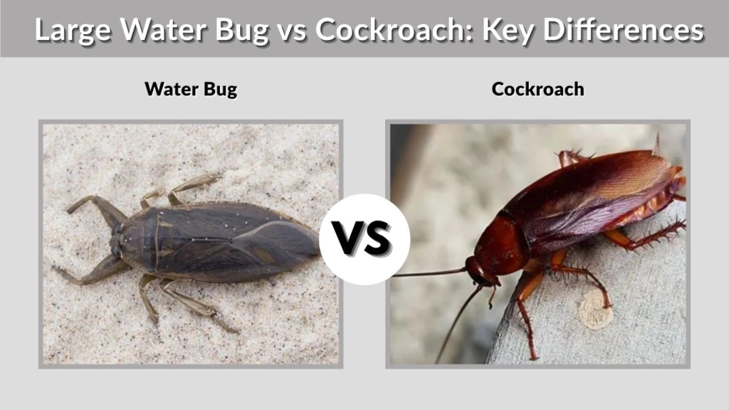 Large Water Bug vs Cockroach: Key Differences