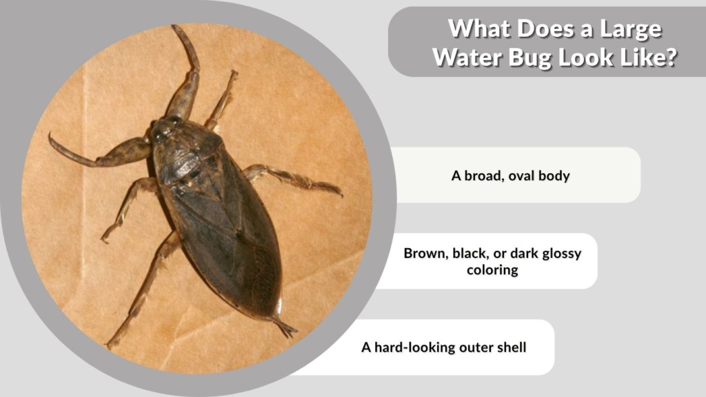 What Does a Large Water Bug Look Like?