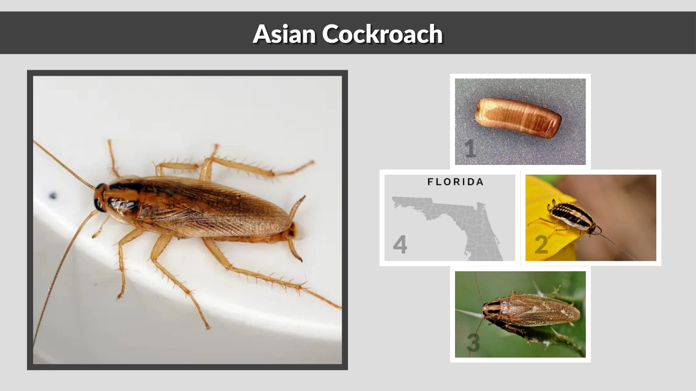 Asian Cockroach: Size, Identification, Habits, and Behaviors