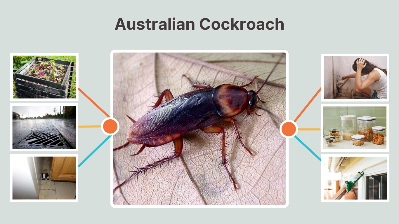 Australian Cockroach: Identification, Size, Facts & Control Guide