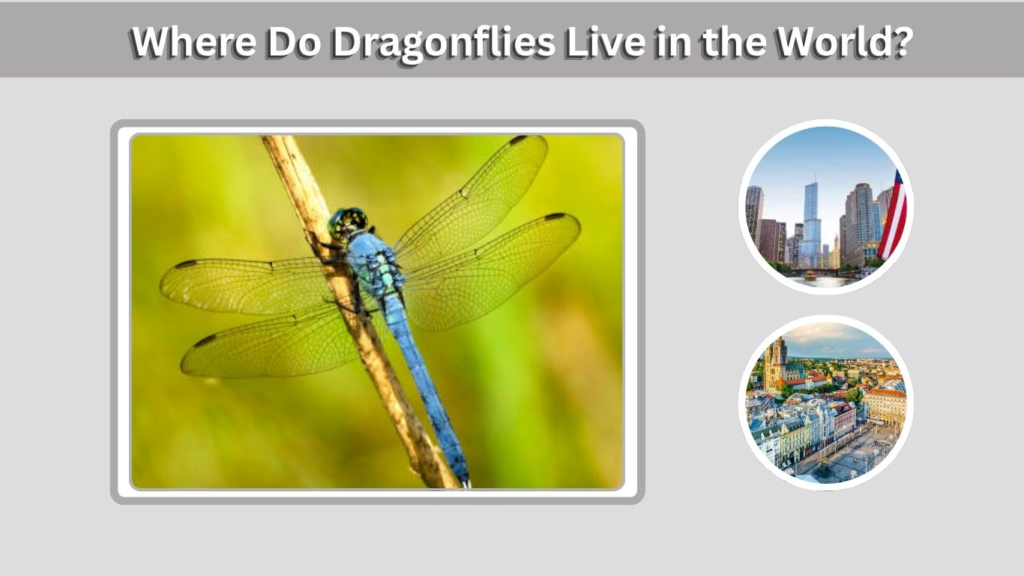 Where Do Dragonflies Live in the World?